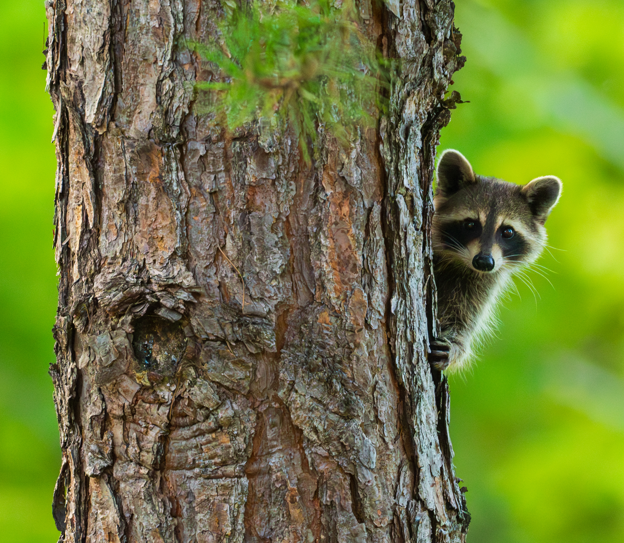 Racoon in tree