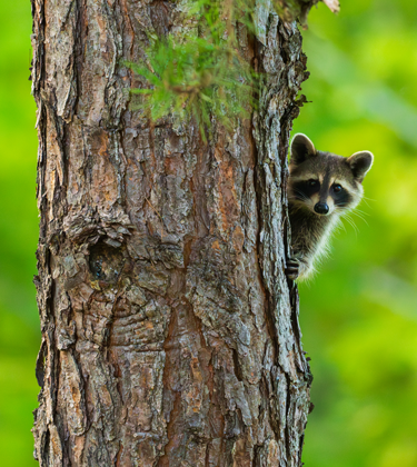 Racoon in tree