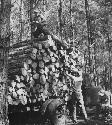 Old logging photo