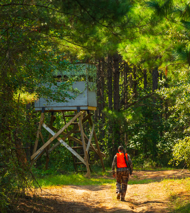 Hunter walking through forest
