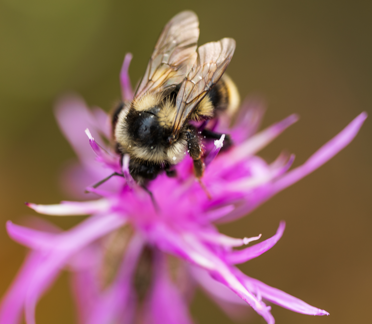 Bee on flower