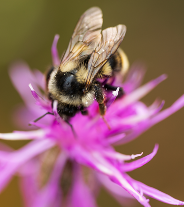 Bee on flower