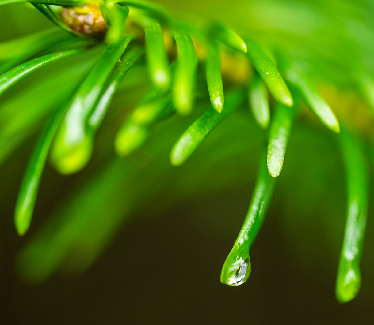Tree branch dripping water