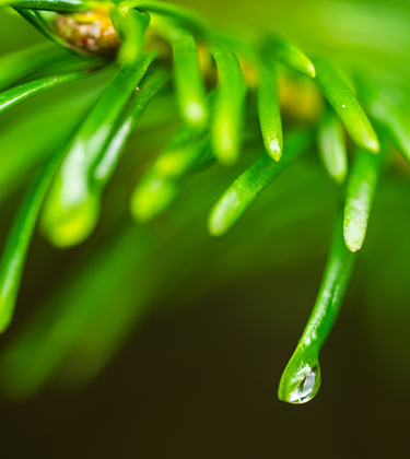 Tree branch dripping water