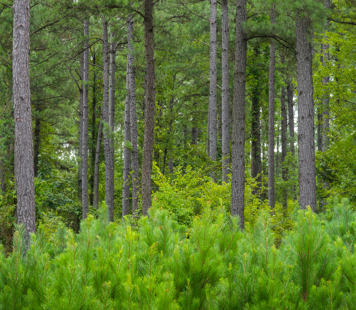 U.S. South forest