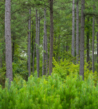 U.S. South forest