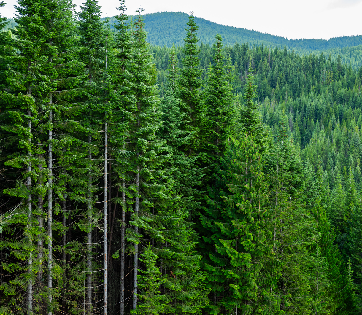 U.S. Northwest forest