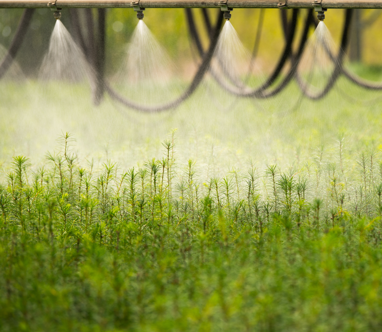 Seedlings being watered