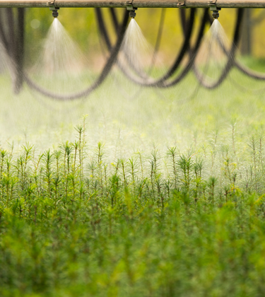 Seedlings being watered