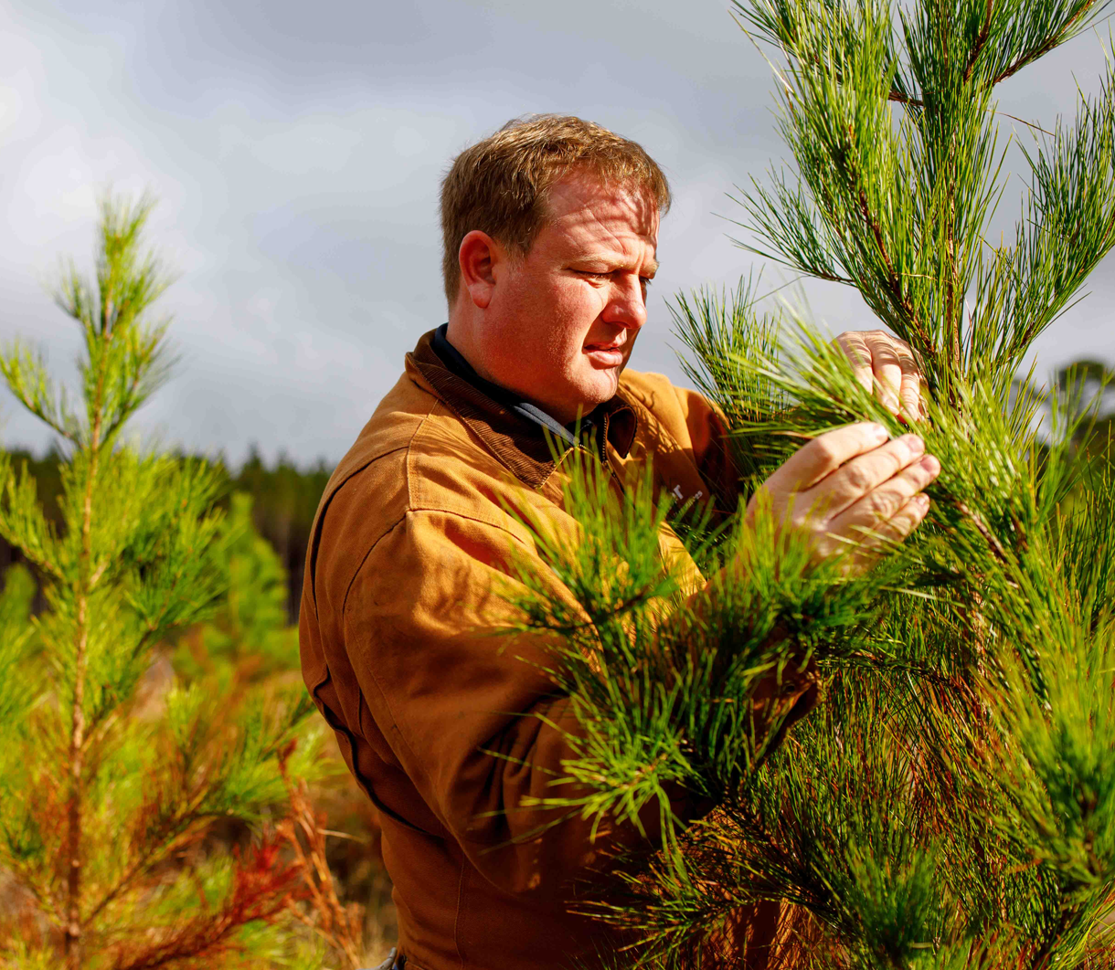 Man caring for trees