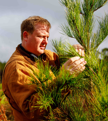 Man caring for trees
