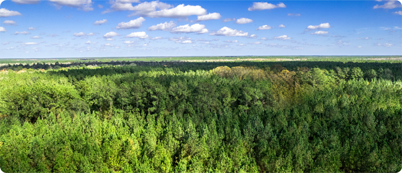 Aerial view of lush green forest