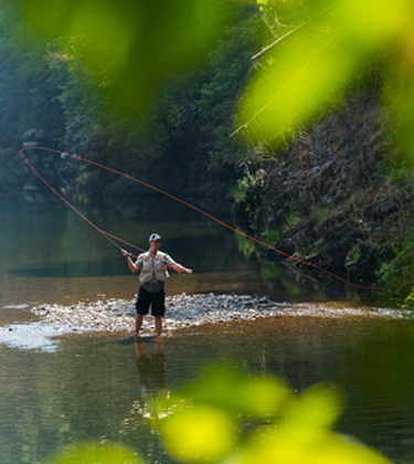 Complementary and uses