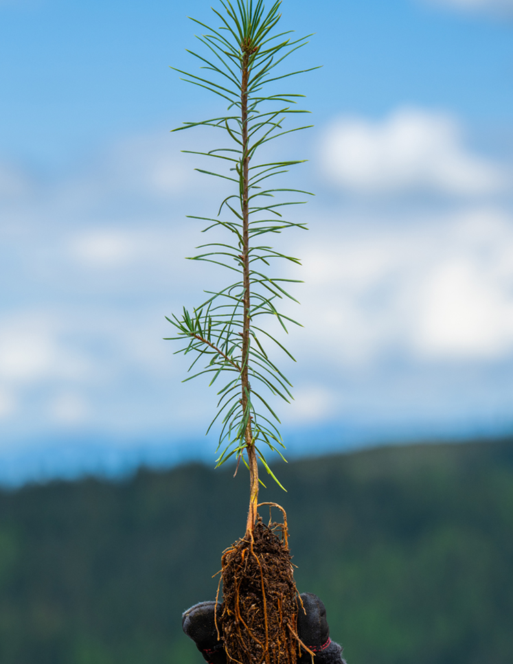 Small tree with roots